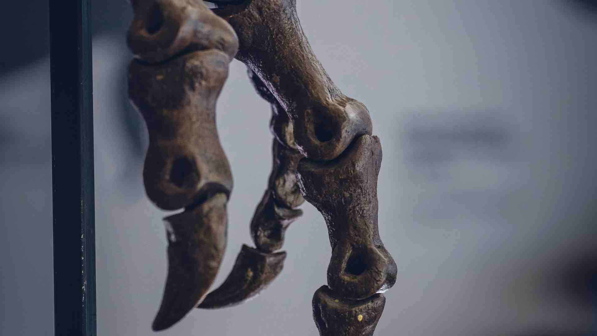 A dinosaur fossil photographed up close.