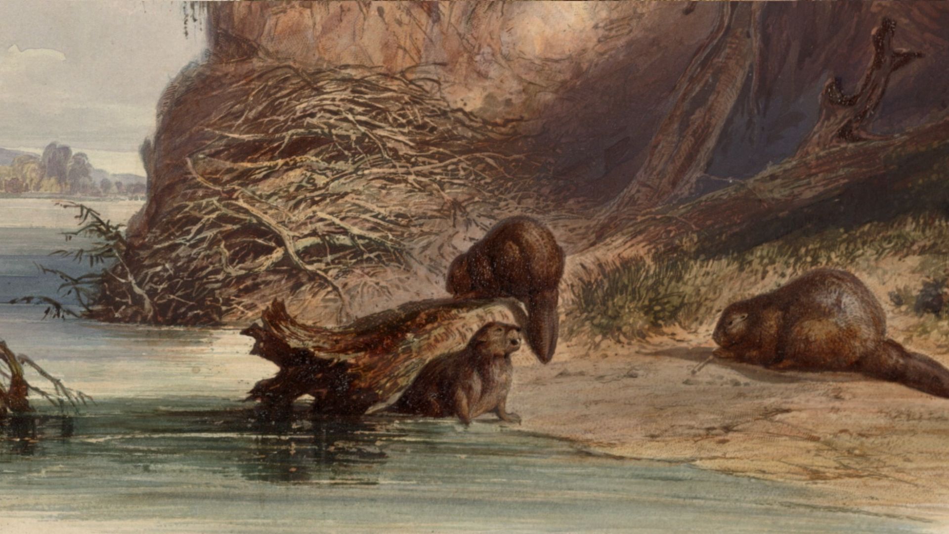 An early 1800s painting of beavers near the Missouri River by Karl Bodmer.
