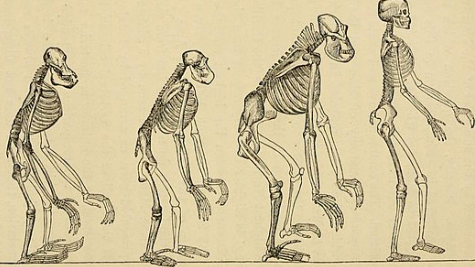 A skeletal look at human evolution, from being apes to being humans. The earlier version has long arms, hands, face, and feed, but the latest version is shorter on those features but has a straighter spine.