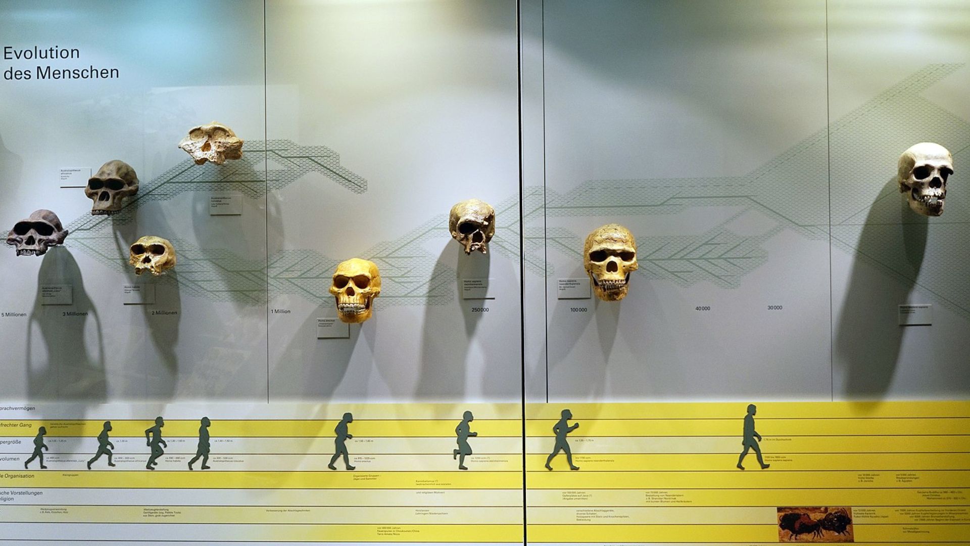 A museum display featuring a chronological series of human skulls representing different stages of human evolution