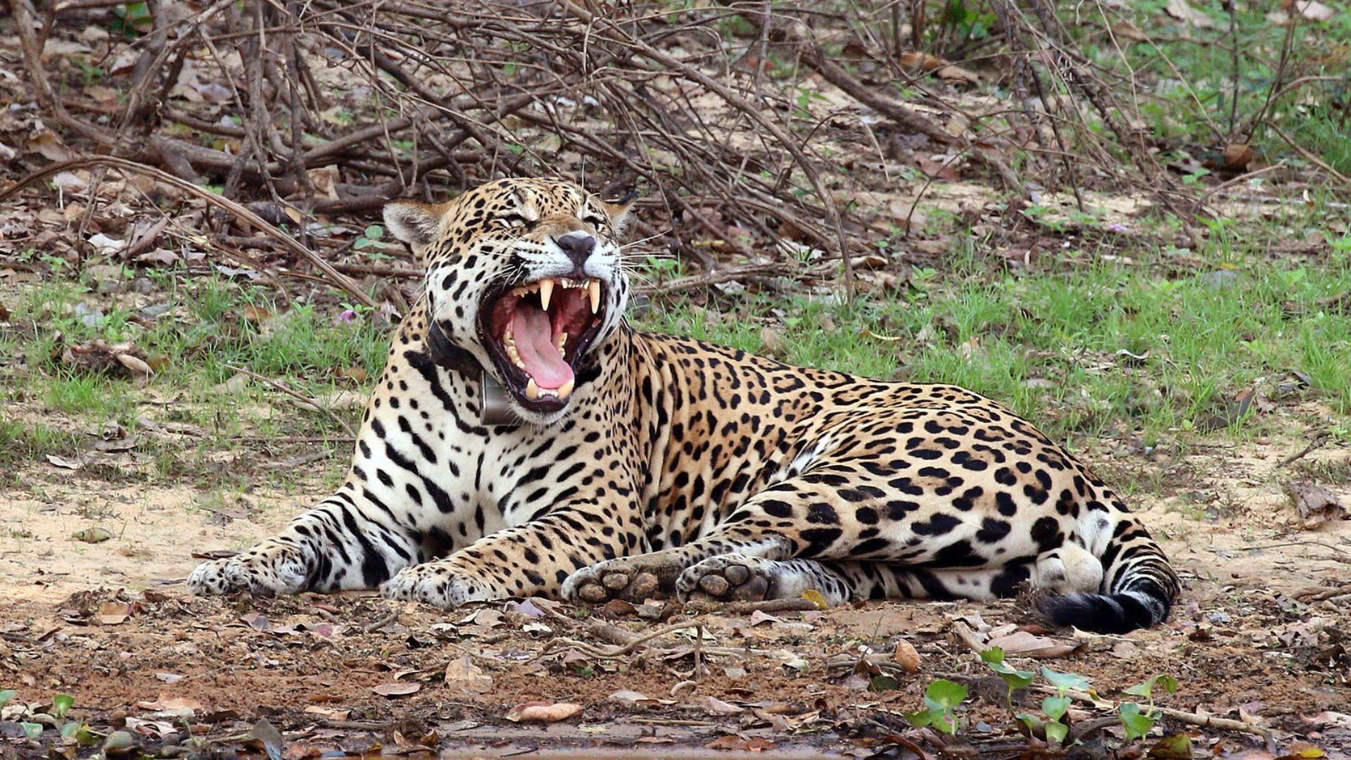 A jaguar is captured mid-yawn while lying on the ground, with its mouth wide open displaying its teeth and pink tongue