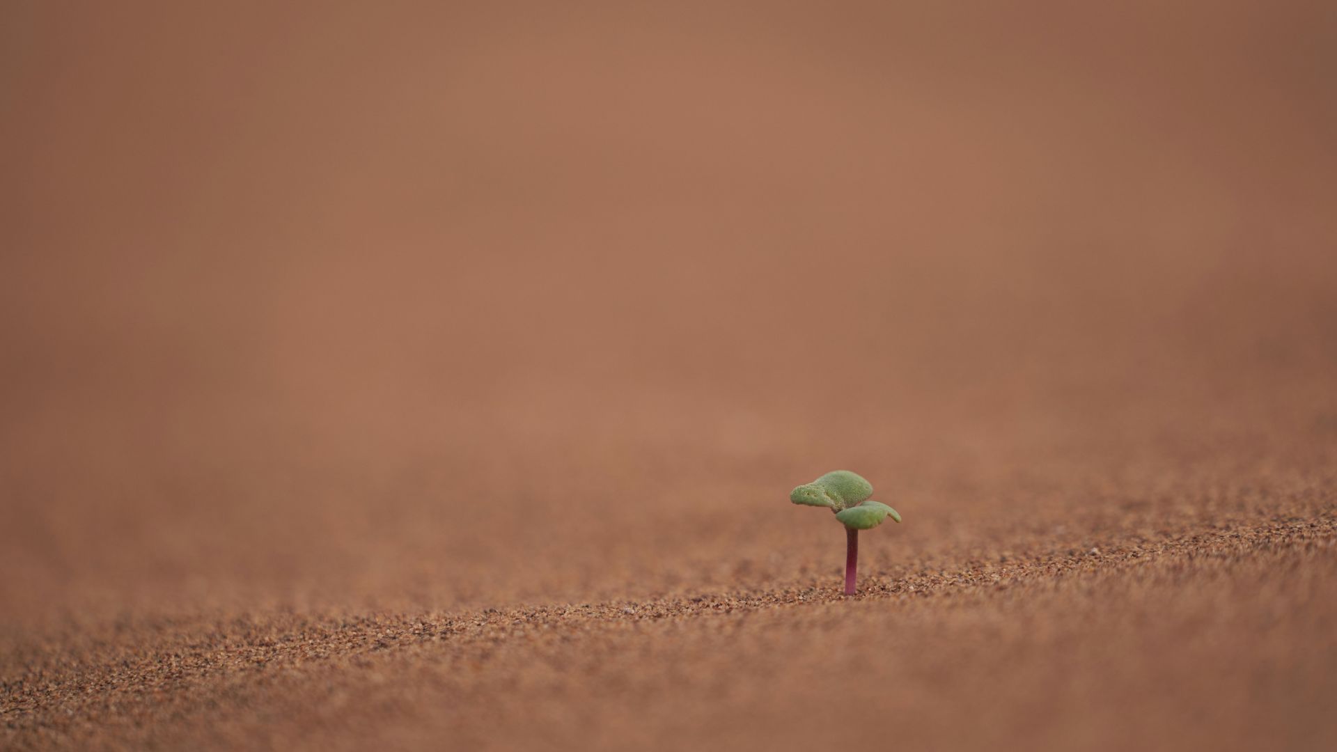 A tiny green plant growing in a brown desert.