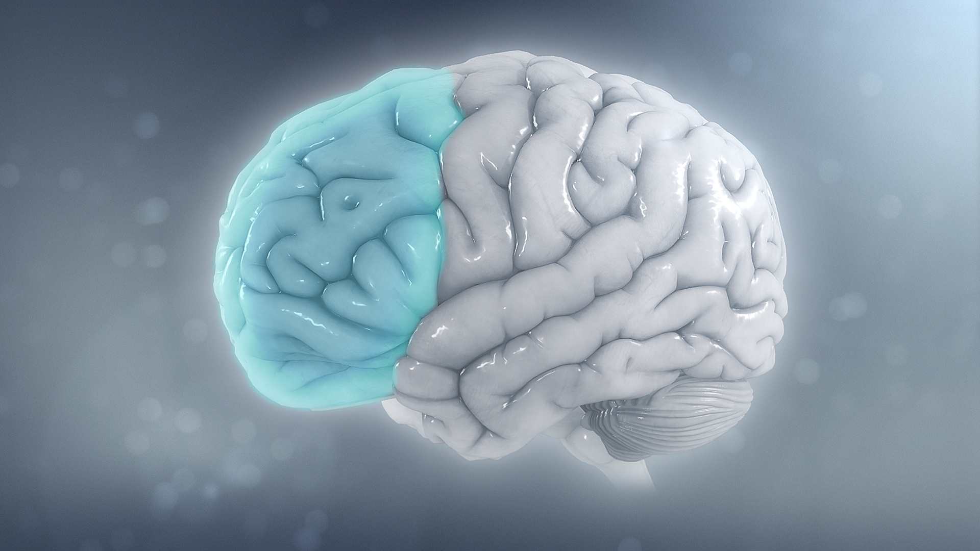 A model showing lower volume on the left side of the brain from ADHD.