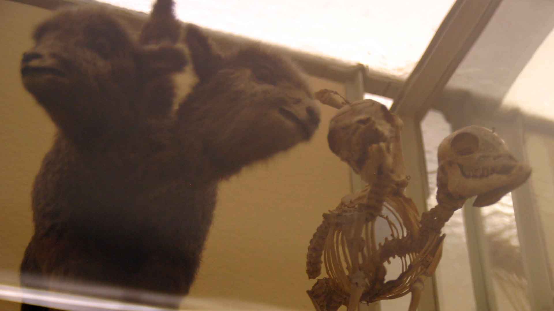 Two-faced lamb and skeleton with Polycephaly
