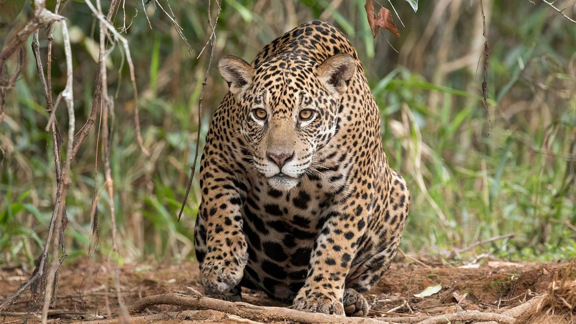 A jaguar is crouching on the ground, looking directly at the camera