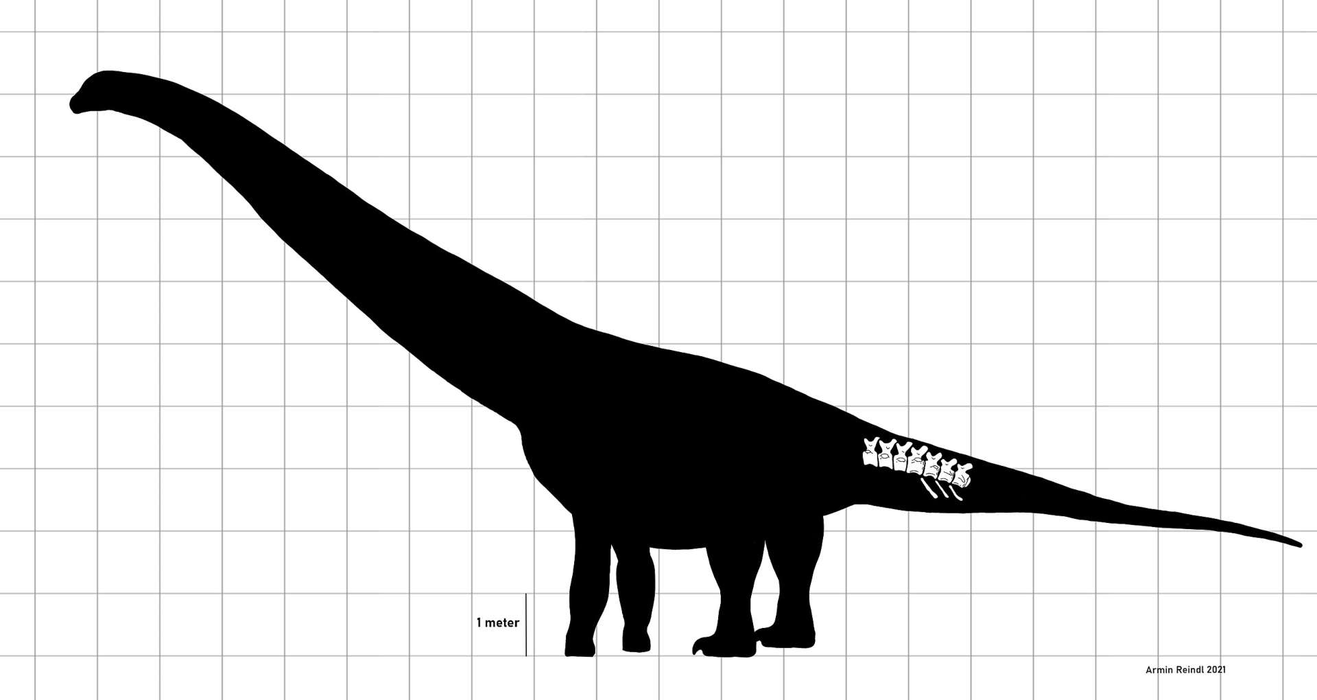 An artist estimation of a titanosaur's height.