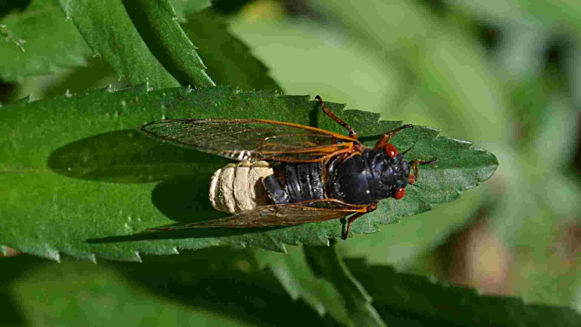 A cicada with a fungus growth.