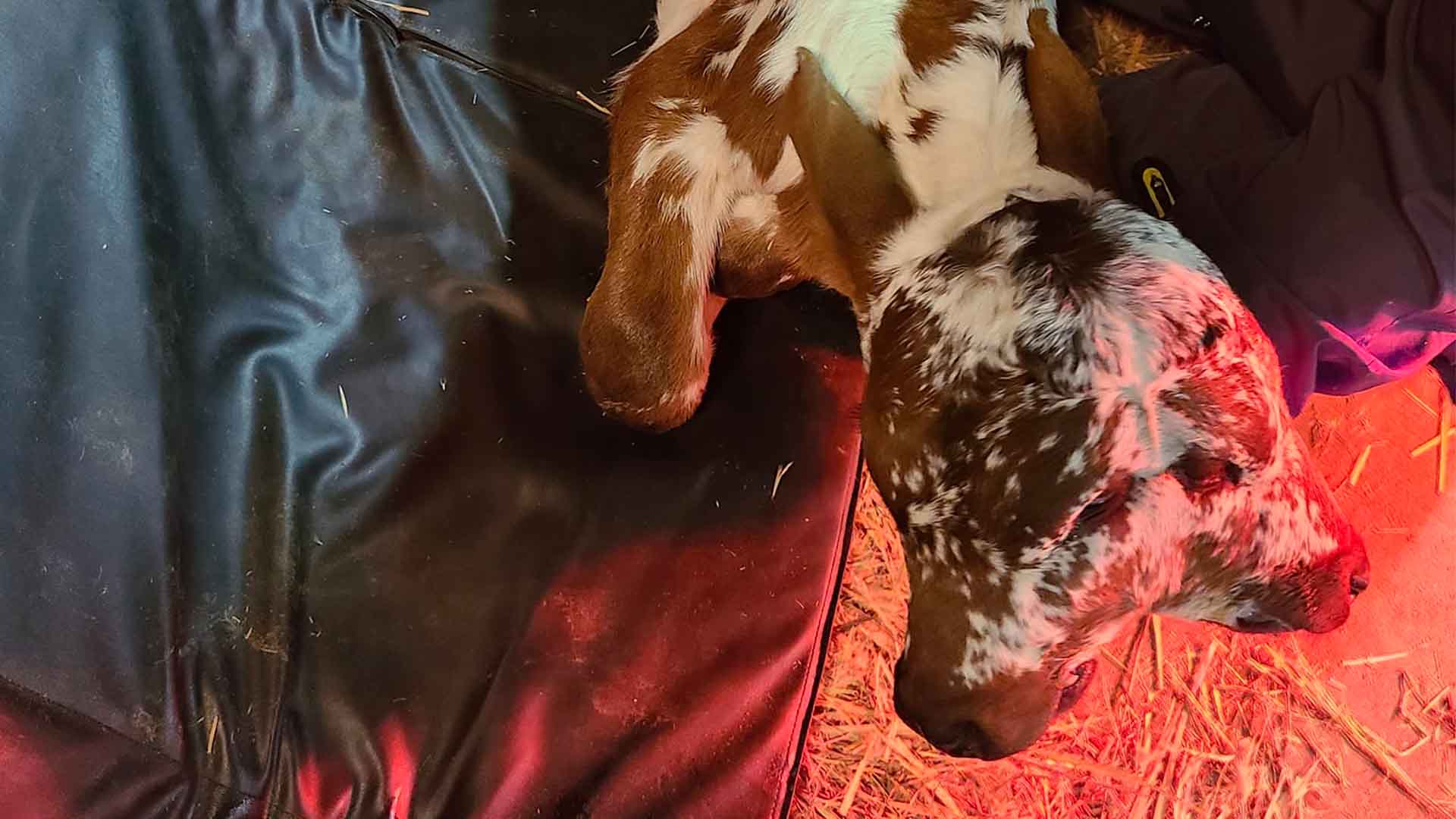 Deux Face calf laying down