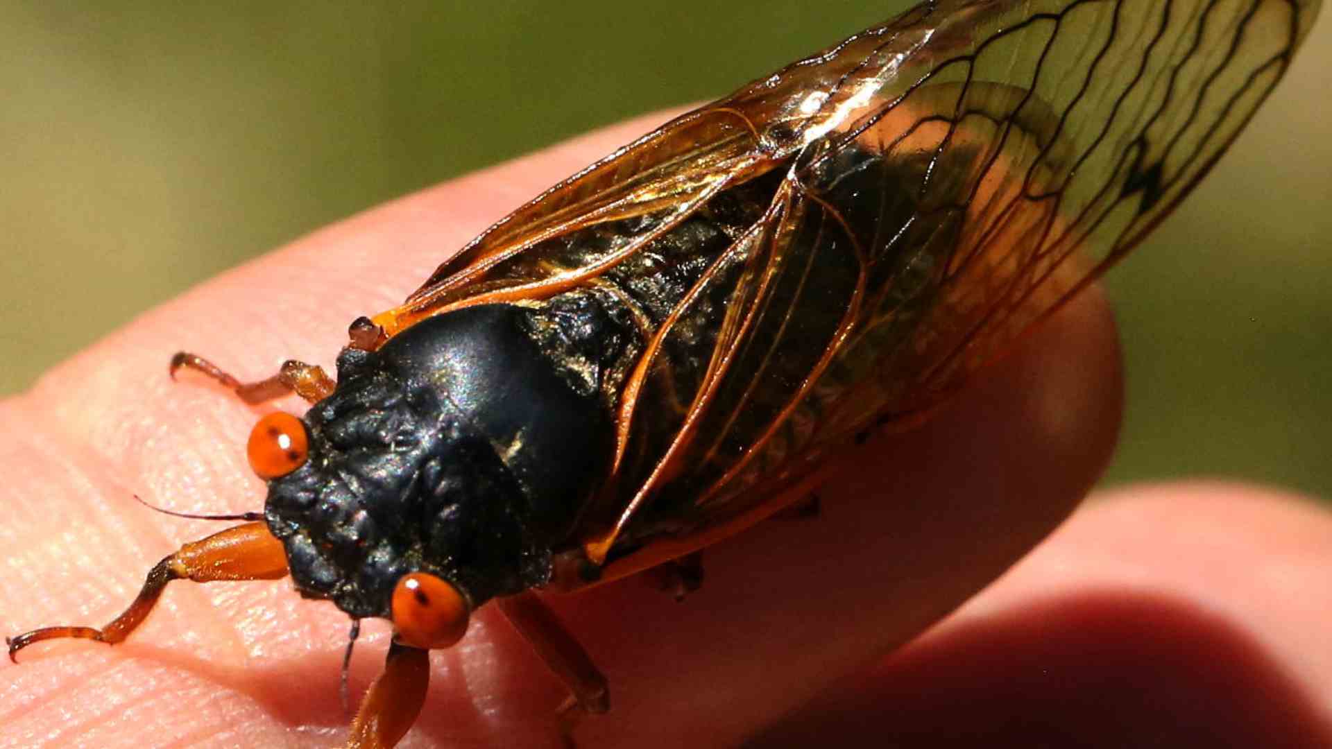 A periodic cicada resting on a finger.