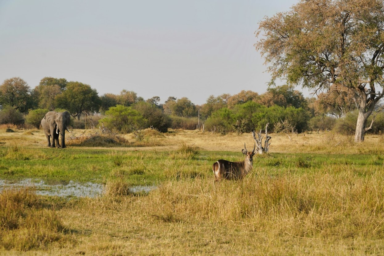 Animals in the wild in Okavango Delta, Botswana