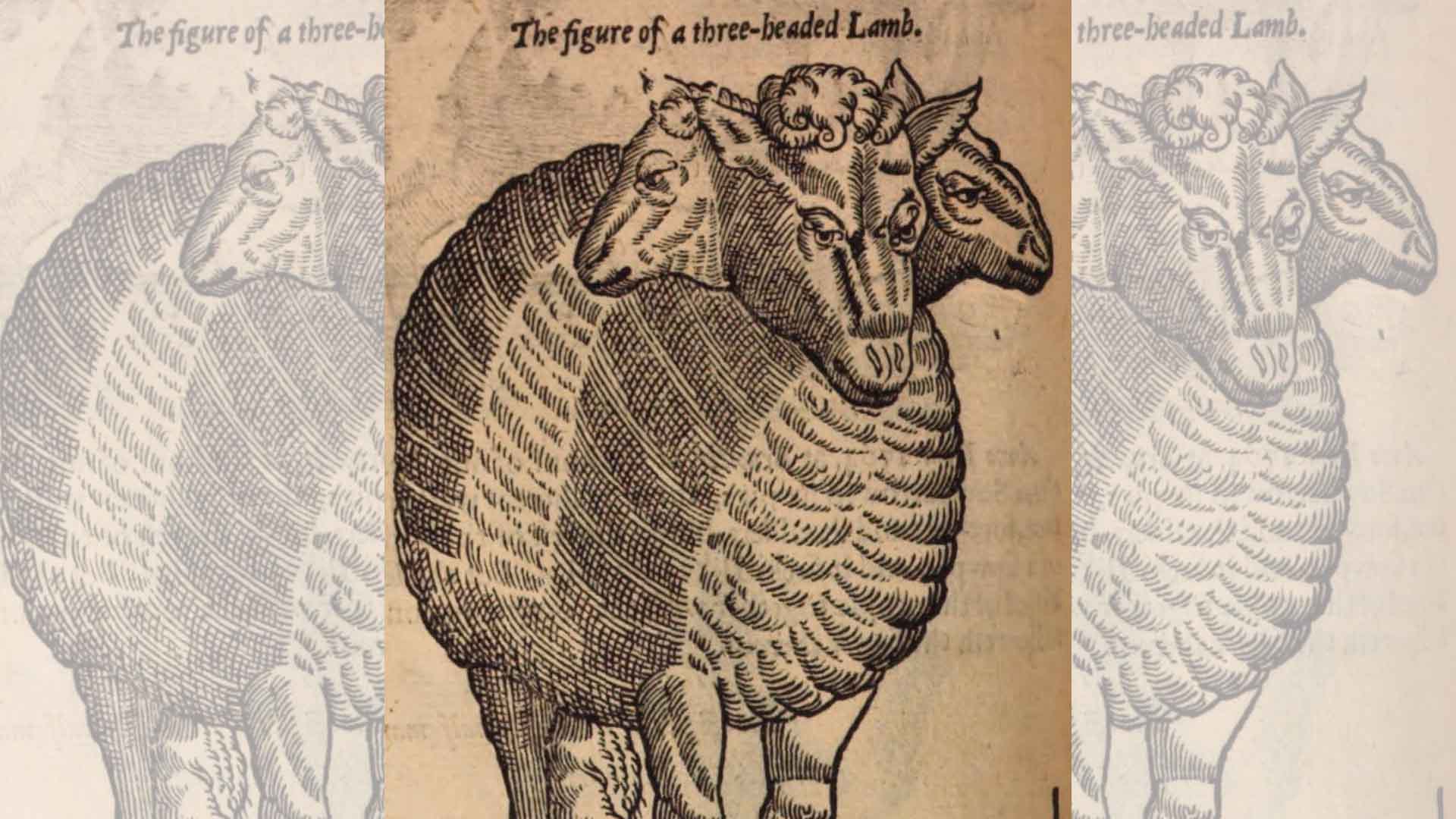 Illustration of a 3-headed lamb, born in 1577