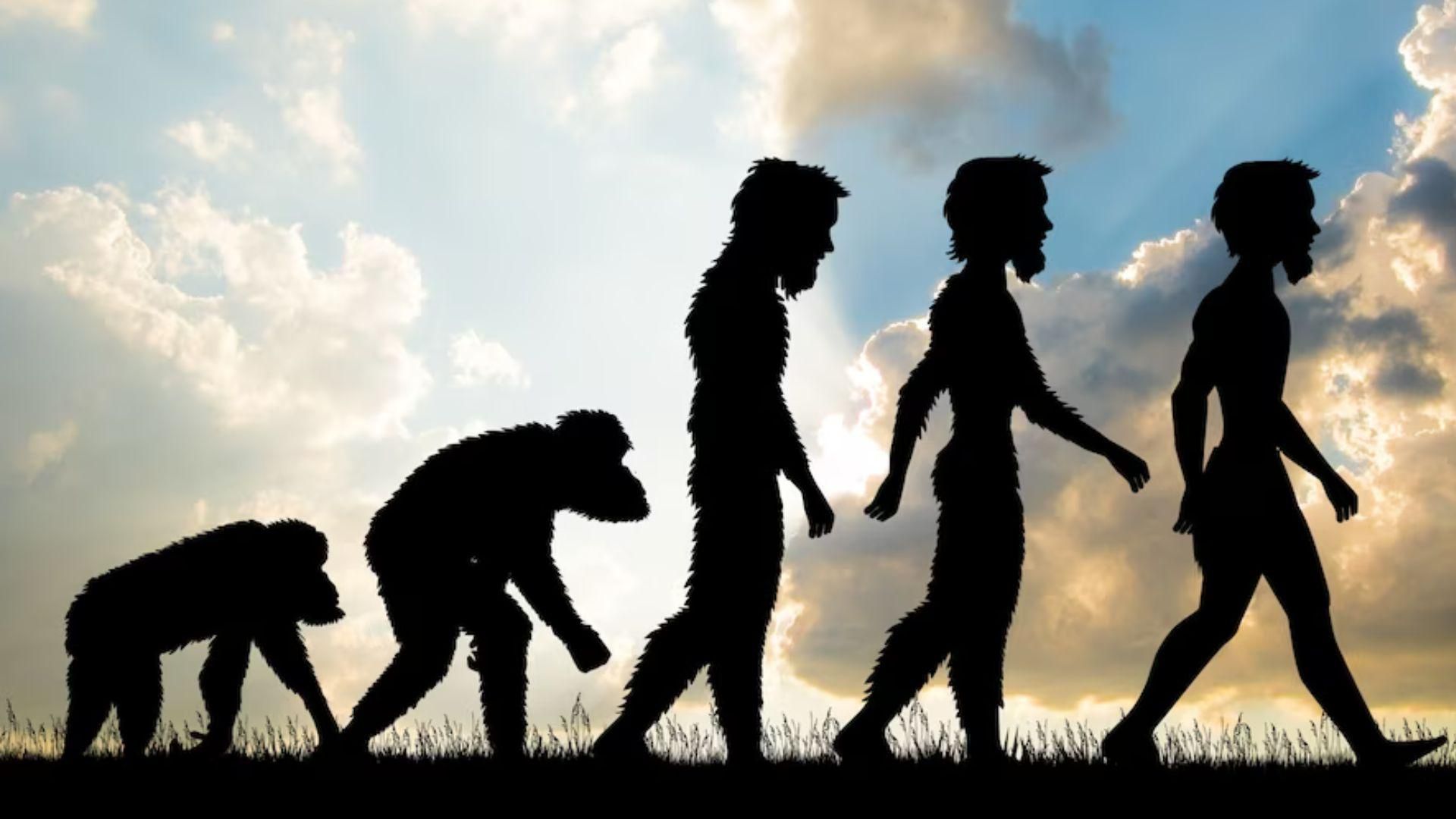 Illustration of the evolution of a Homo sapiens