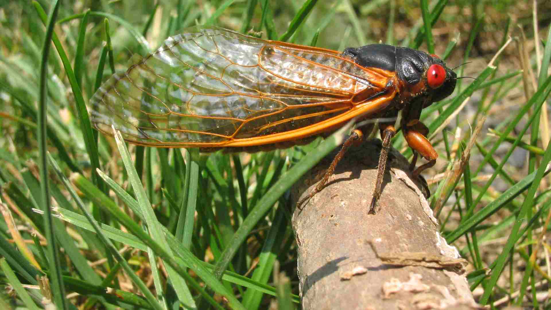 An adult cicada sitting on a stick.