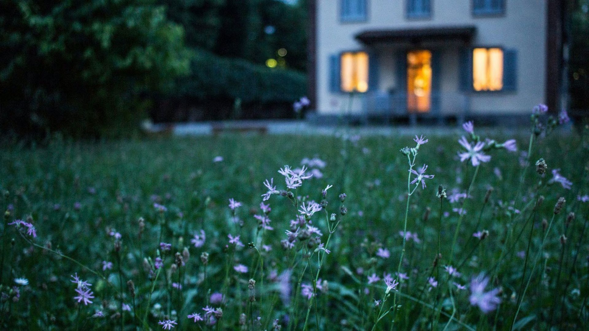 Small flowers on a green lawn in front of a home with its lights on in the evening.