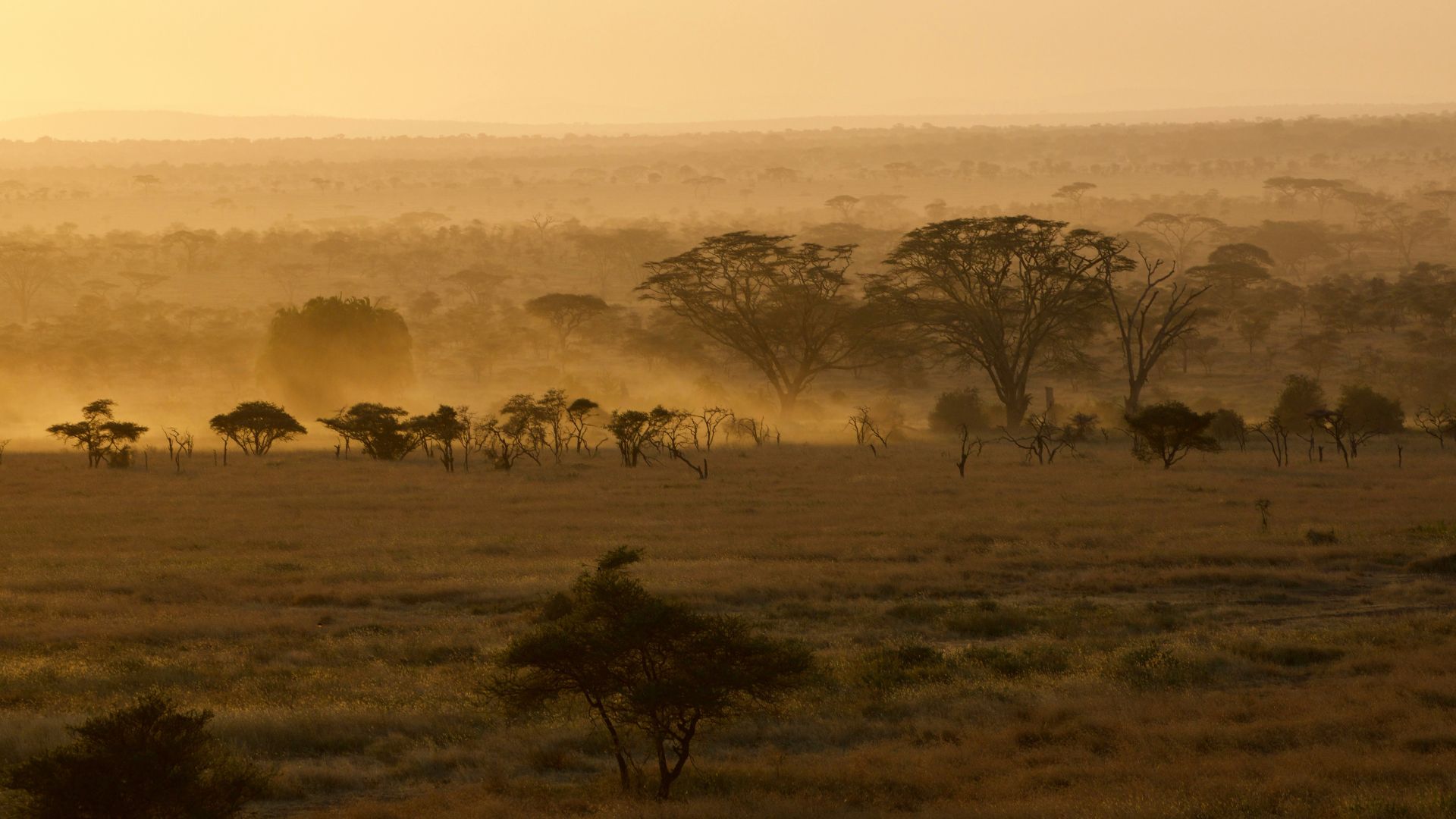 A serene sunrise casting a warm golden glow over the African savannah, with silhouettes of acacia trees scattered across the landscape