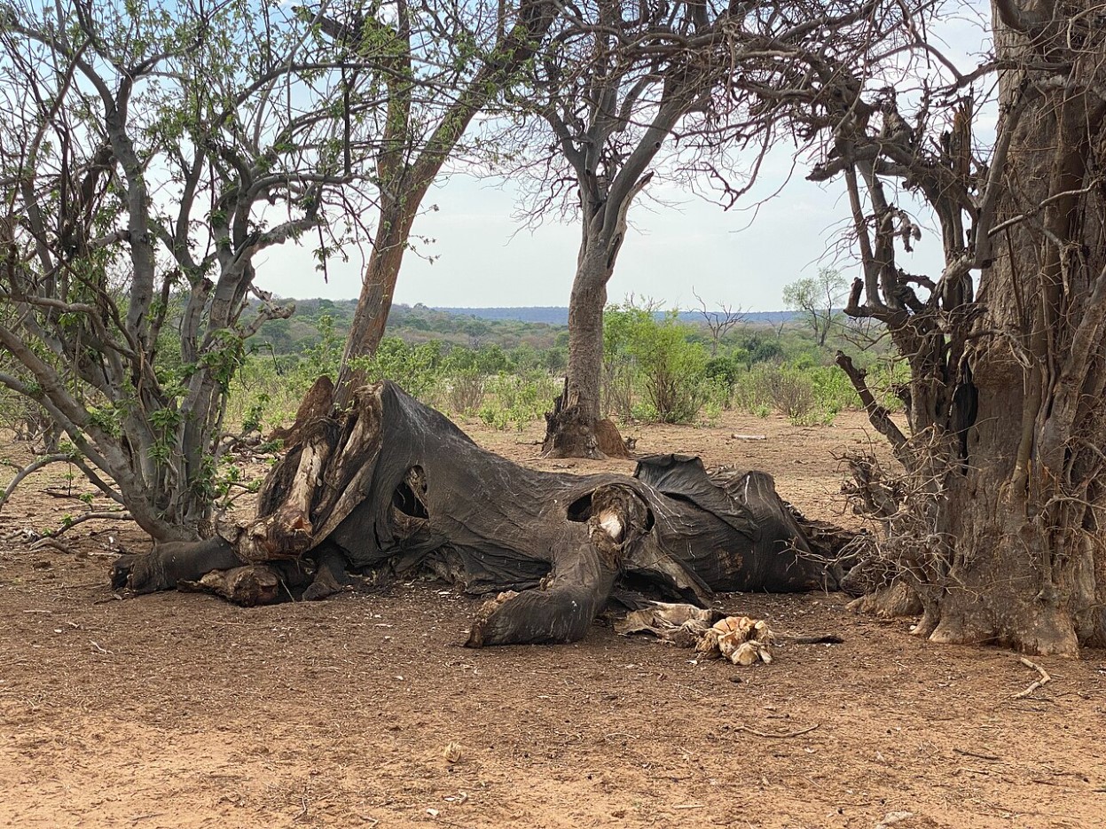 A carcass of adult African elephant in between the trees on dry ground