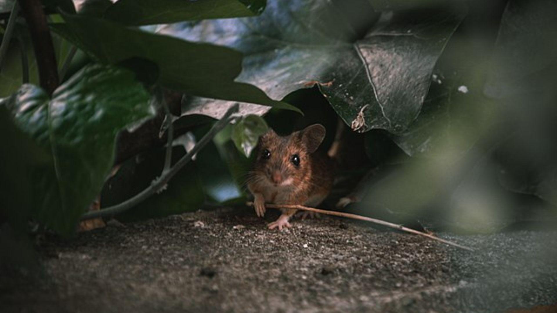A mouse in a wooded, leafy area.