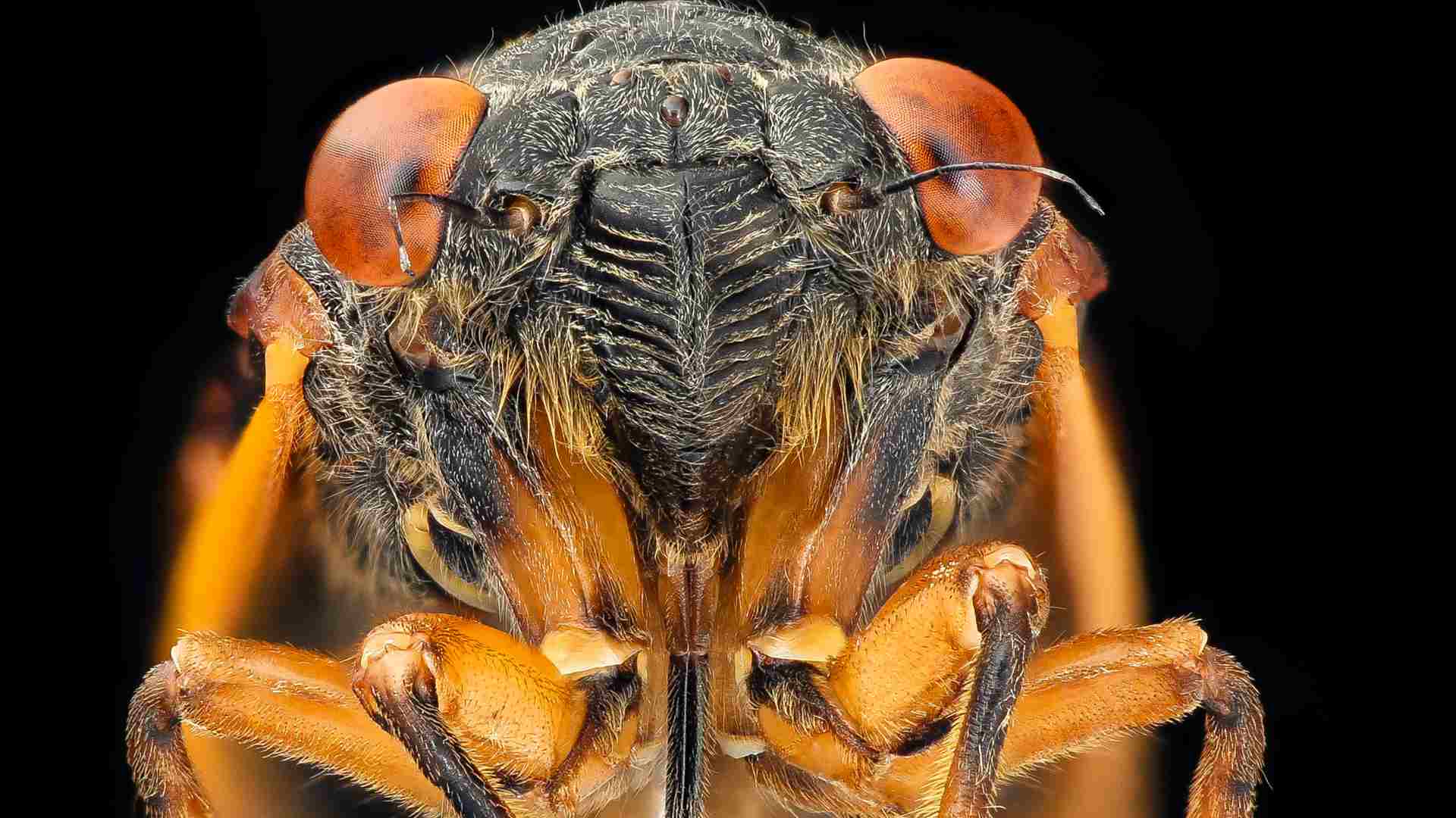 The face of a cicada.