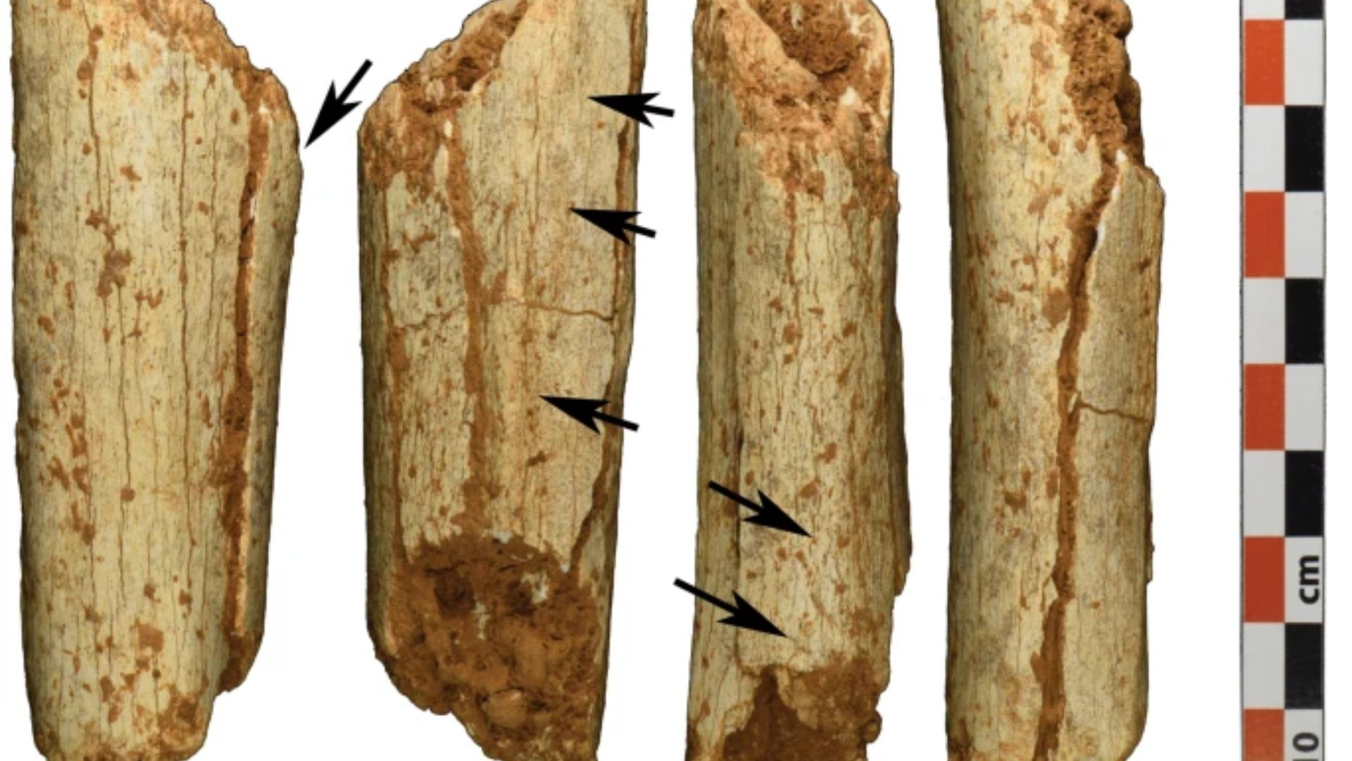 Four elongated ancient bone tools are presented side by side with clear markings indicated by arrows