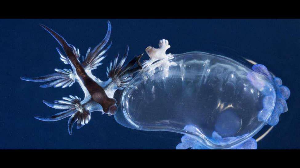 Blue dragon sea slug eating from a Portuguese Man O’War