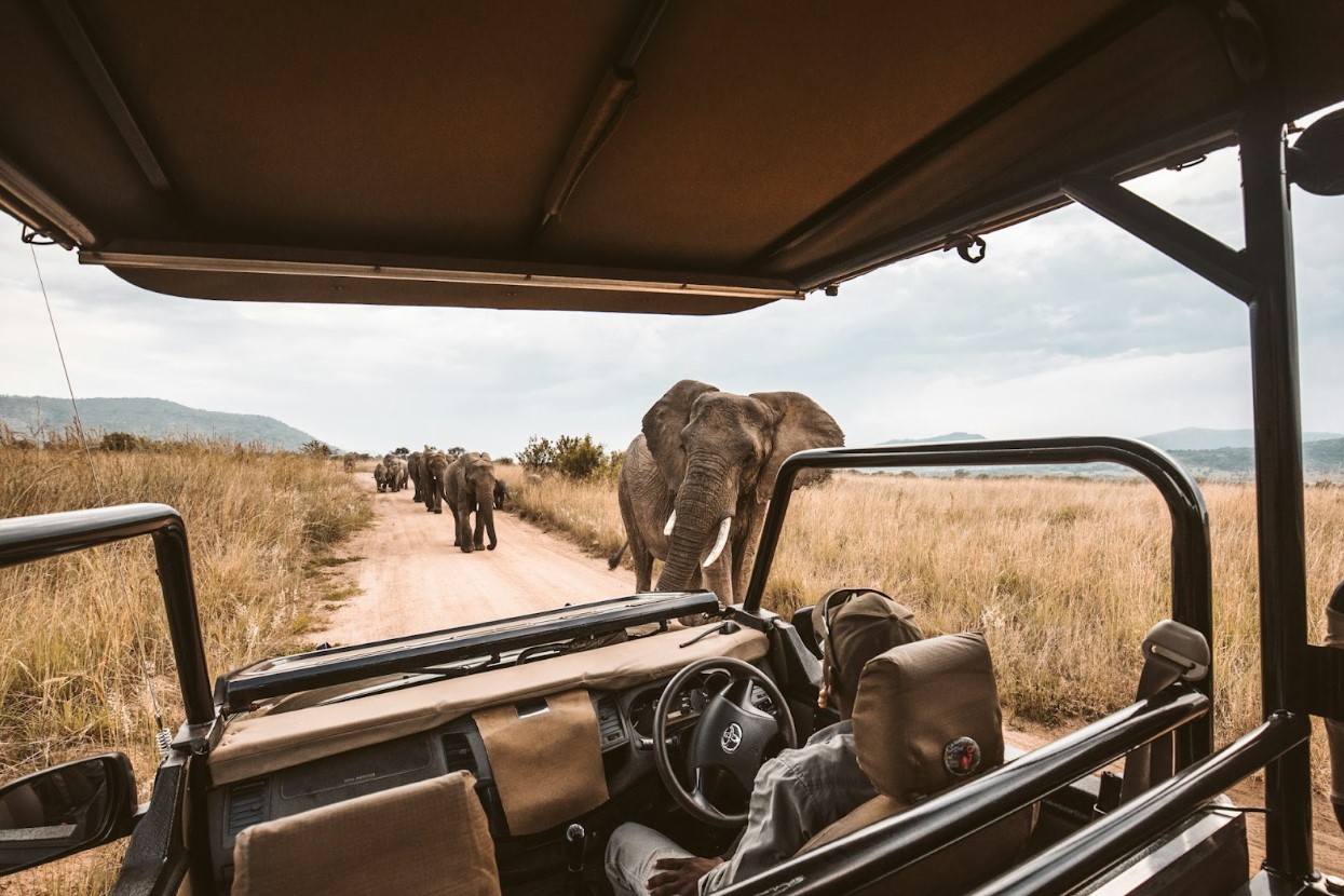 A driver in a safari car facing a herd of elephants