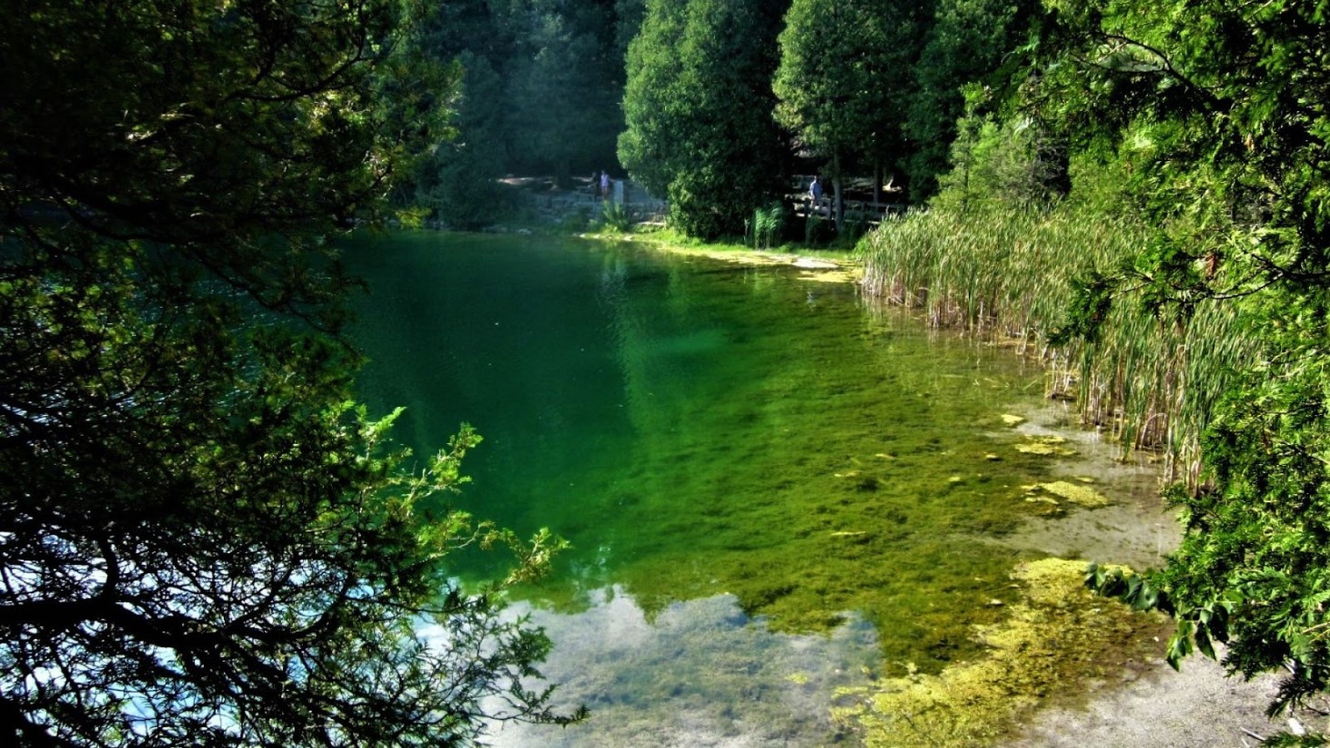 A clear freshwater lake surrounded by lush greenery