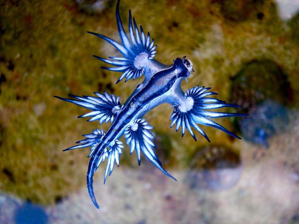 Photograph of a blue dragon floating in the water