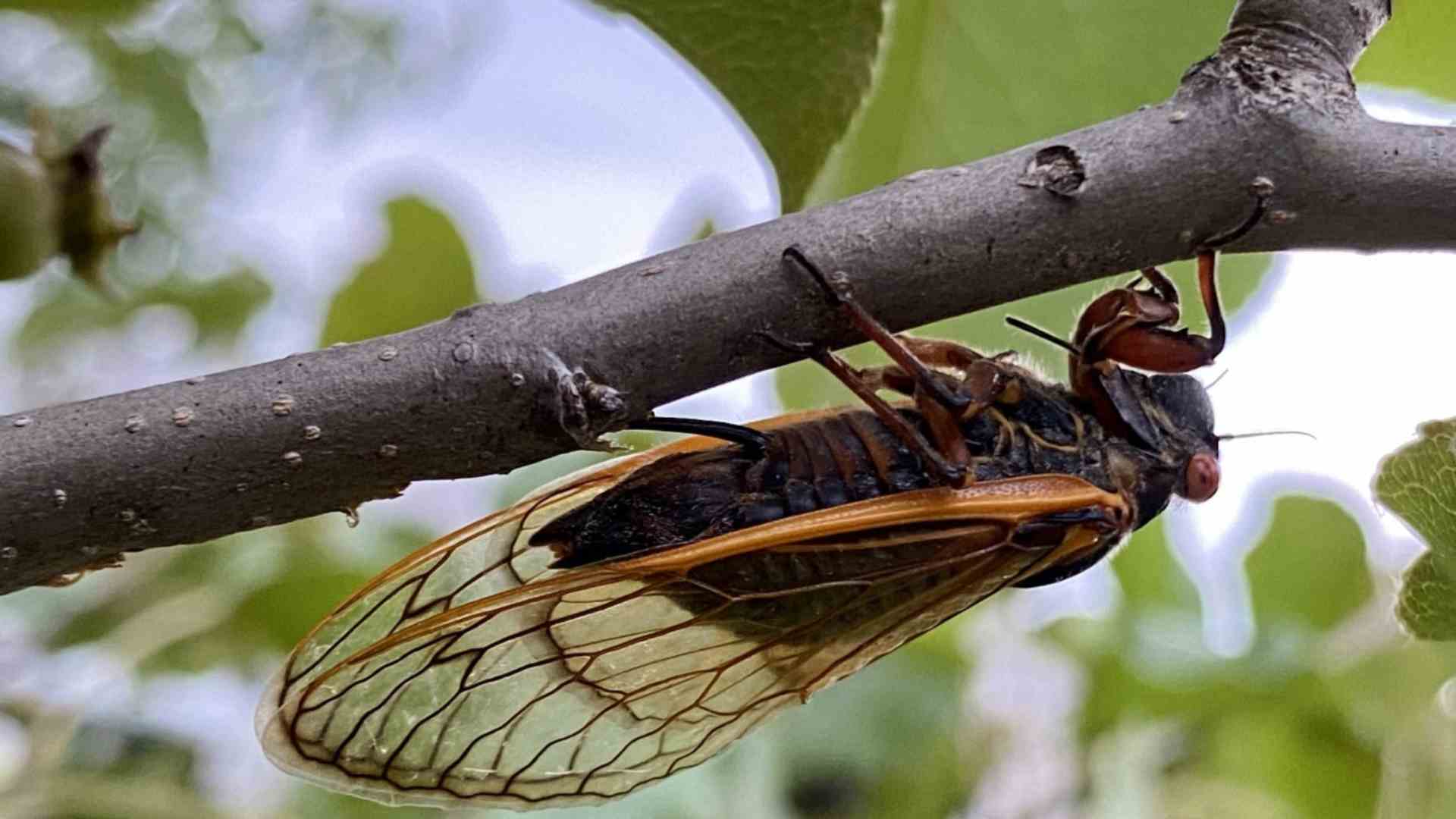 A magicicada sitting on a branch.