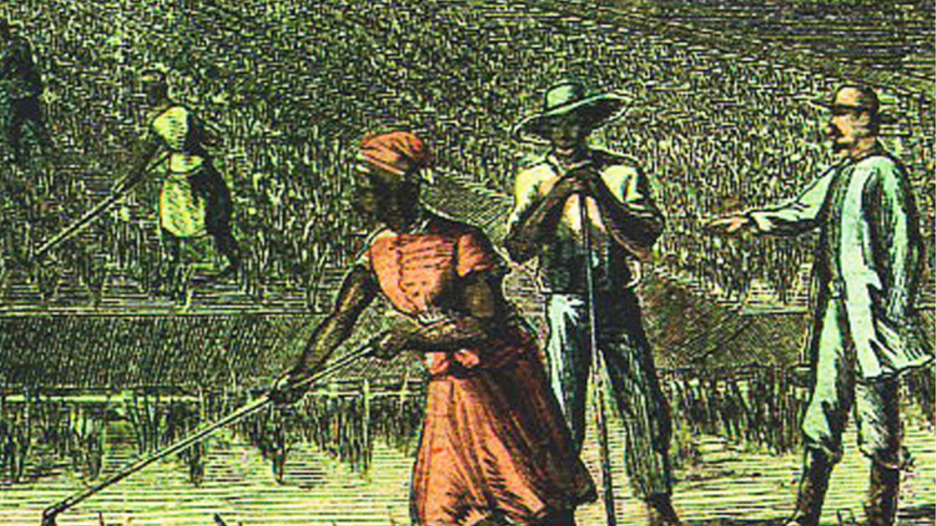 A vintage engraving depicting three African individuals laboring in a rice field. The central figure, a woman in a red dress and headwrap, leans over to tend to the crops