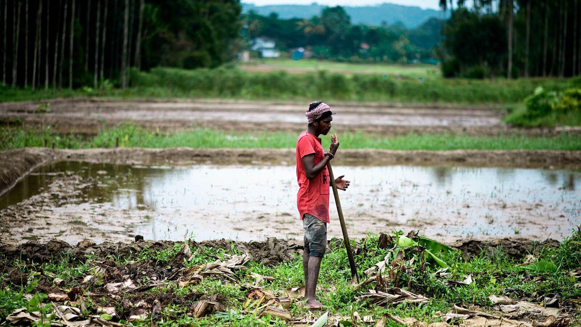 A farmer, dressed in a red t-shirt and dark shorts, stands in a muddy, waterlogged rice field holding a tool