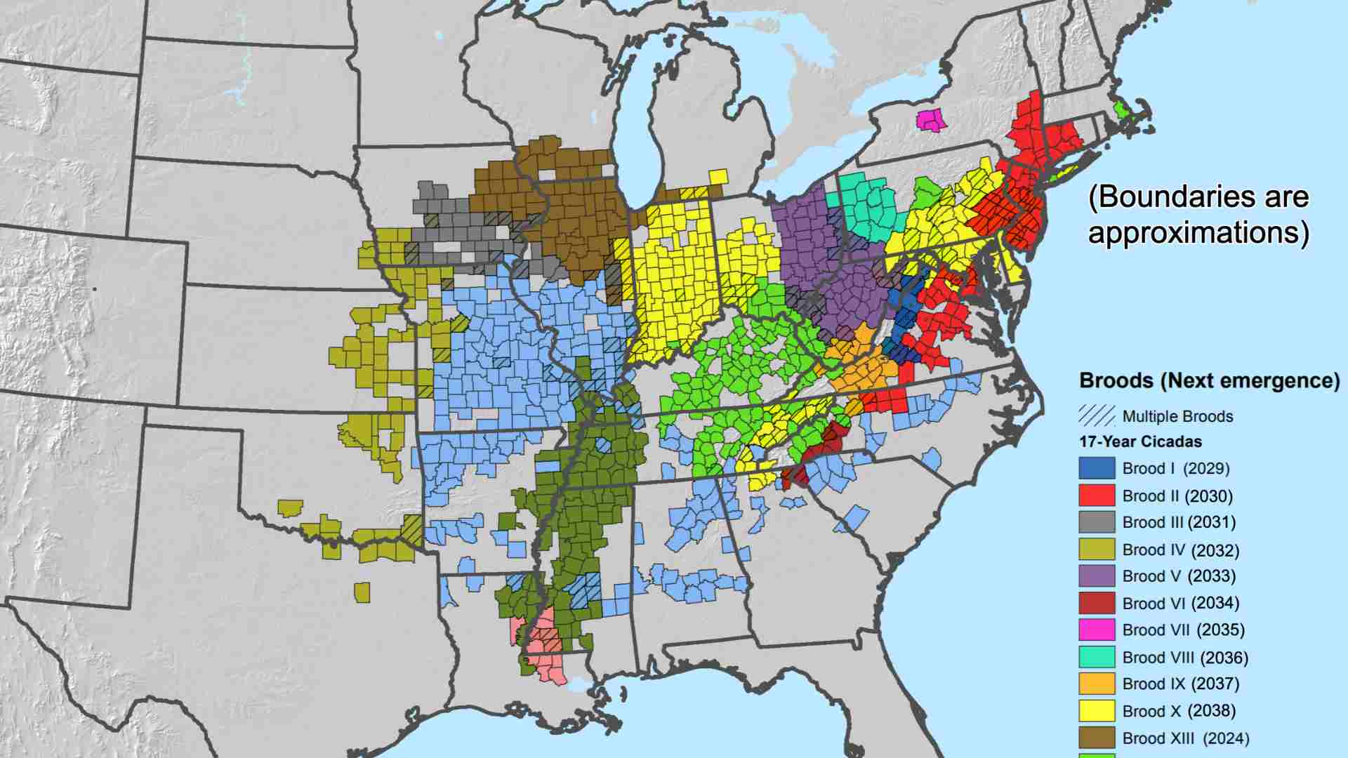 A map of active cicada broods in the United States.
