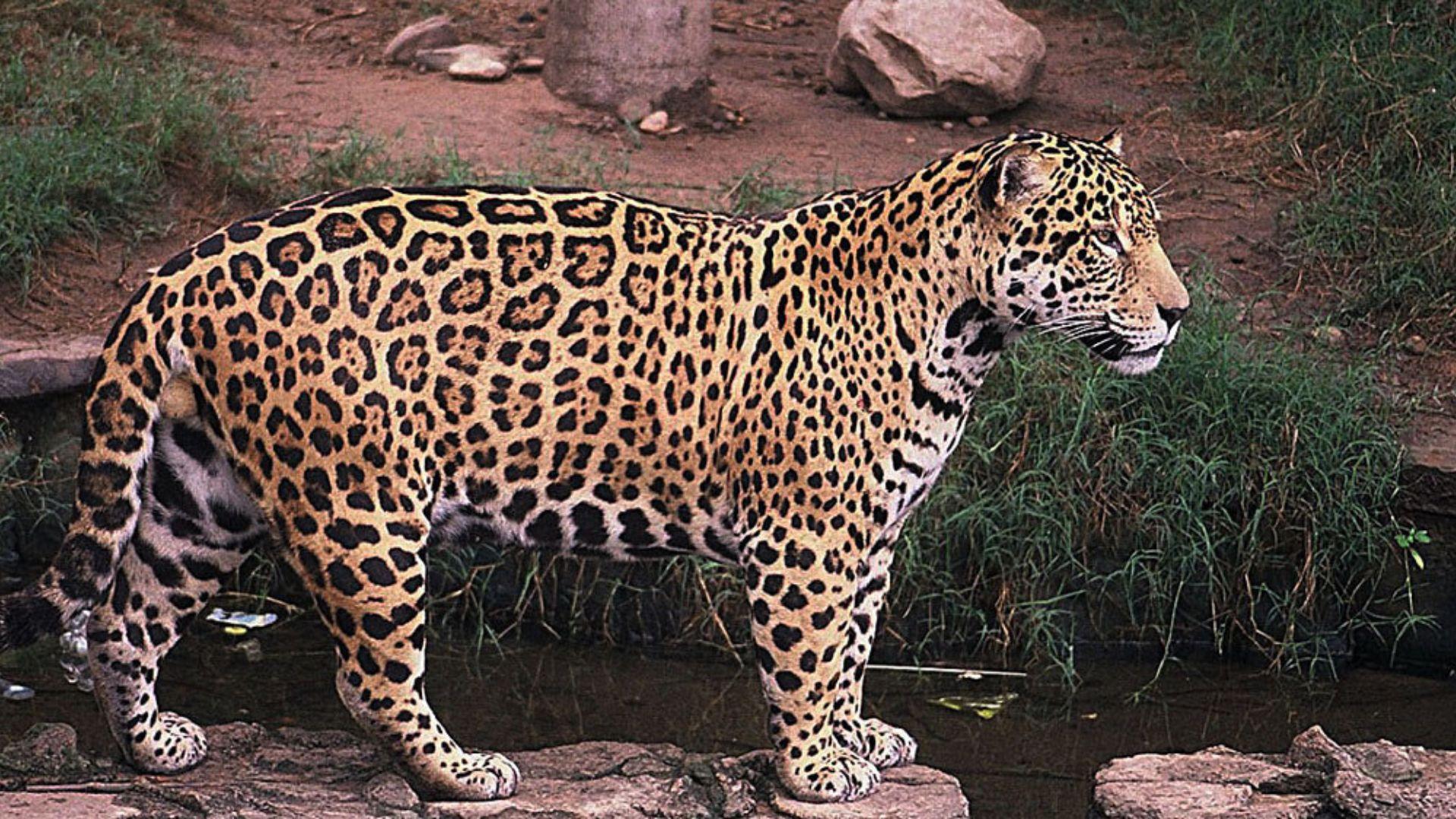 A full-side view of a jaguar standing on rocks next to a body of water, with a backdrop of green grass and a few scattered rocks
