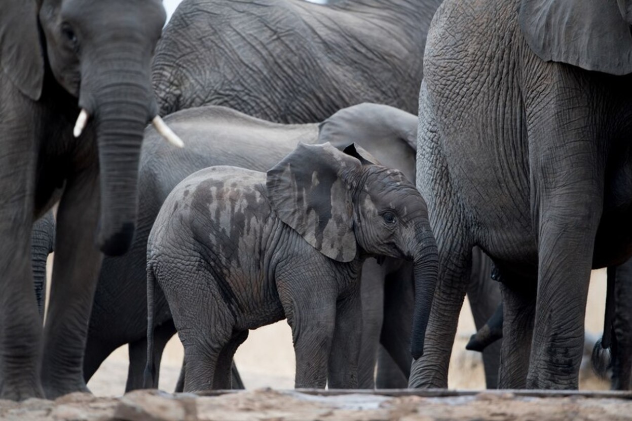 A baby elephant walks among several adult elephants