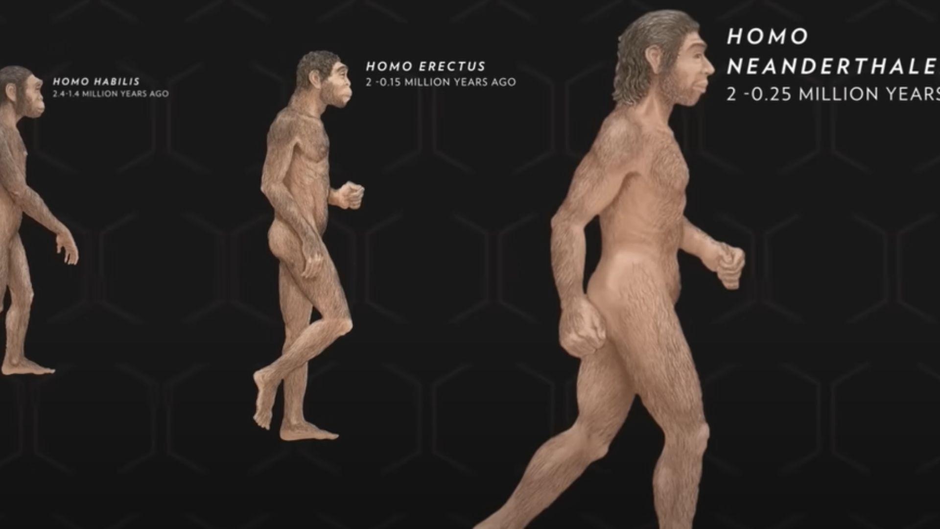 An example of human evolution. It starts with homo habilis, then homo erectus, and finally, homo neanderthales.