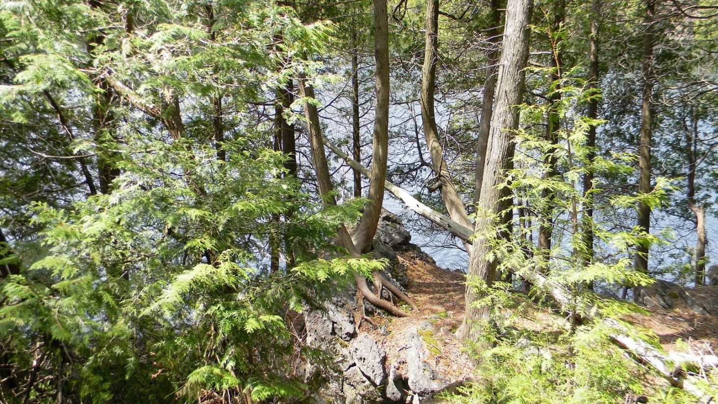 A dense forest of coniferous trees with vibrant green needles on a steep, rocky shoreline. The forest floor is covered with brown pine needles and the trees are leaning towards the water's edge