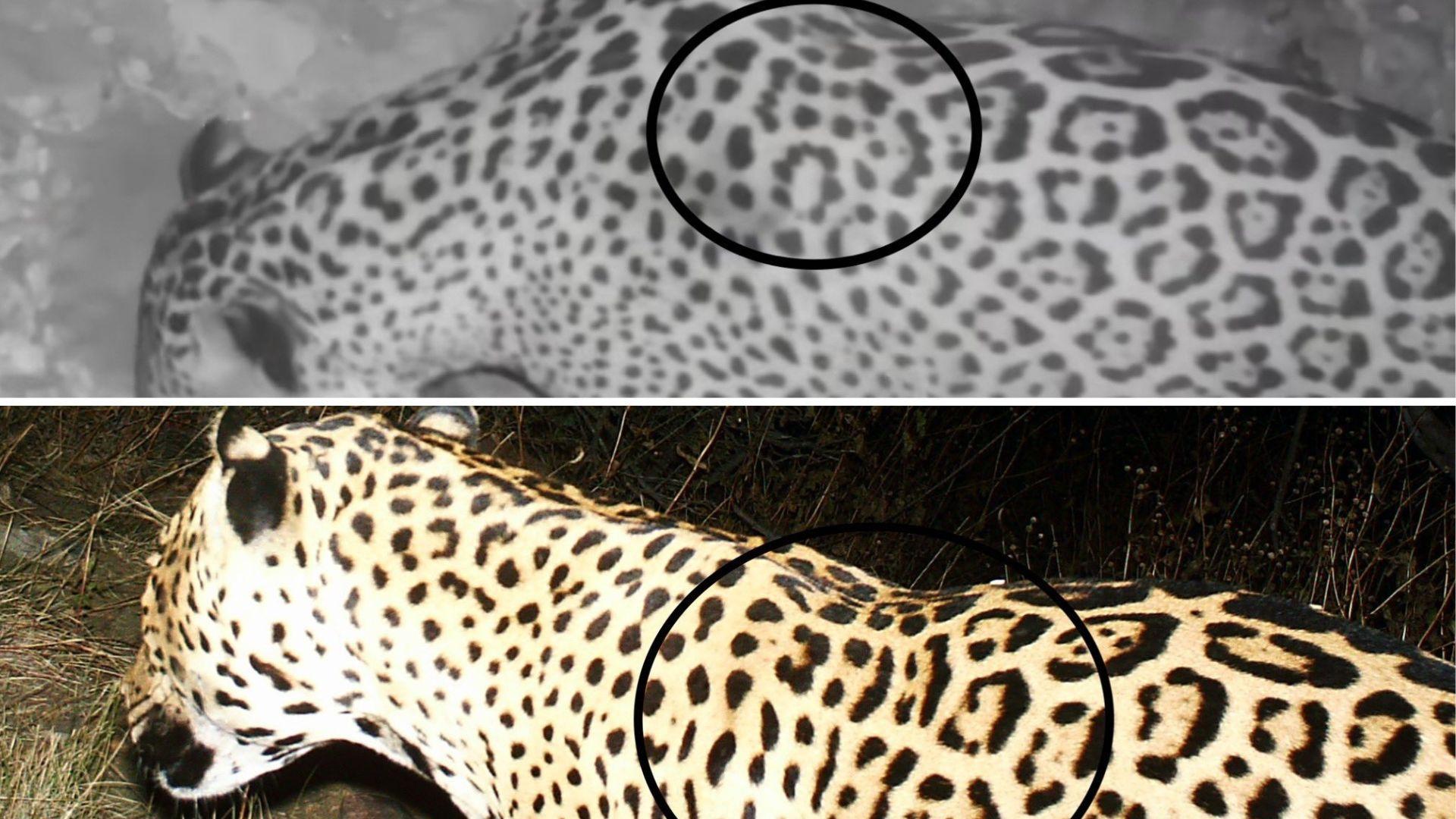 The image is a split-view comparison of a jaguar's fur pattern. The top half is a monochromatic night vision image with a circle highlighting the unique patterns on the jaguar's back. The bottom half is a colored image in daylight, with a similar circle showing the distinct spots
