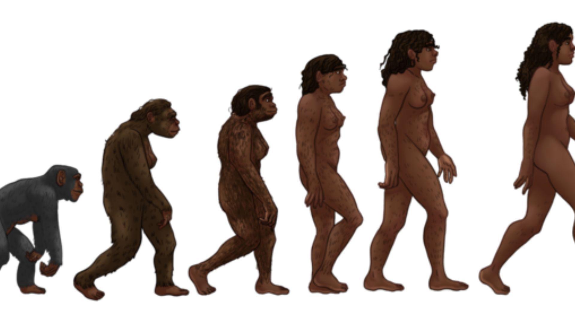 A cartoon version of evolution. It features six forms, from apes, all the way up to humans today.