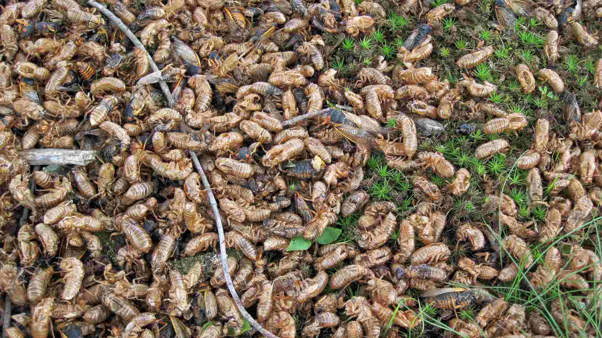 A group of cicadas from Ohio.