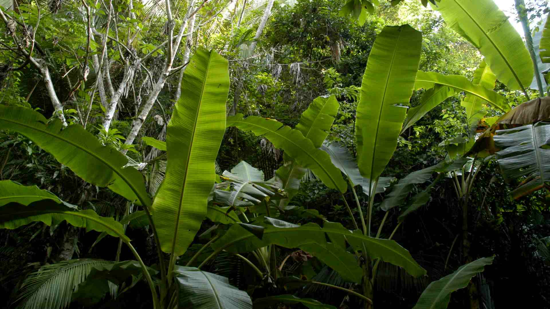 Thick plants in a jungle.