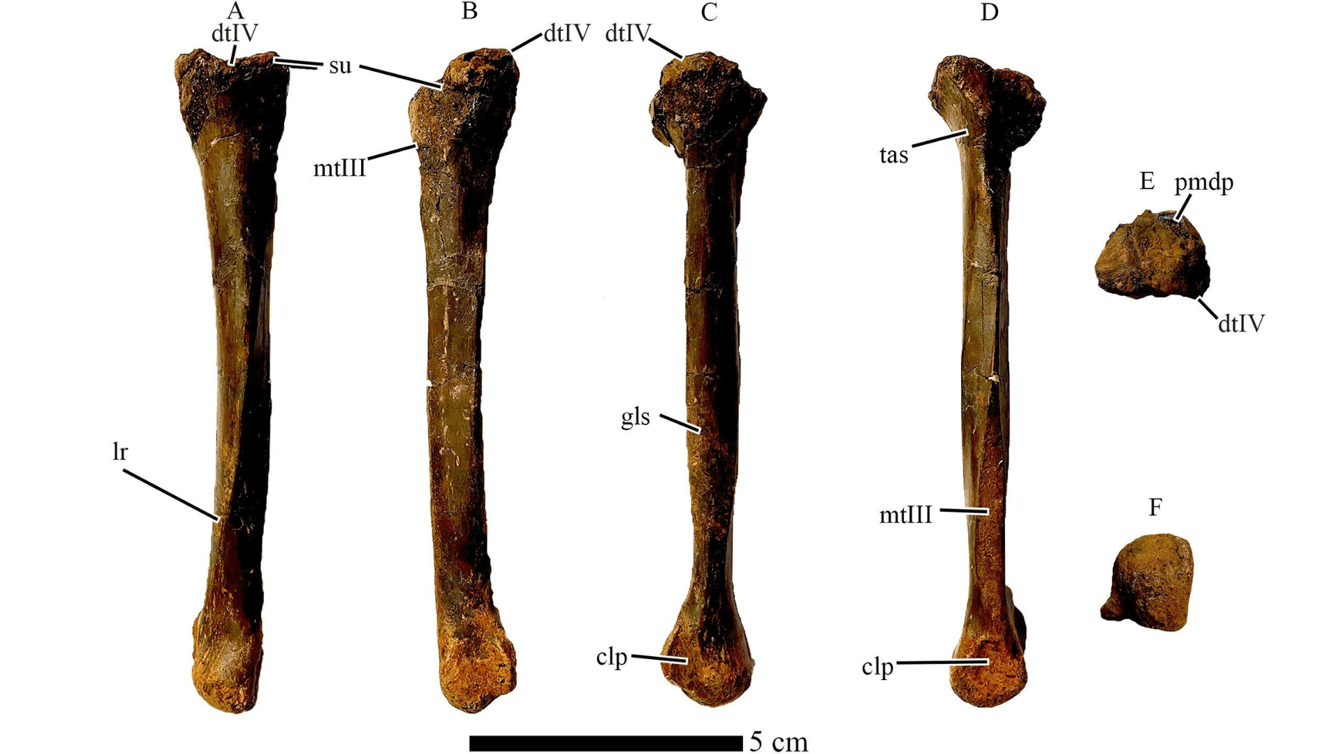 Right Metatarsal IV of Eoneophron infernalis.