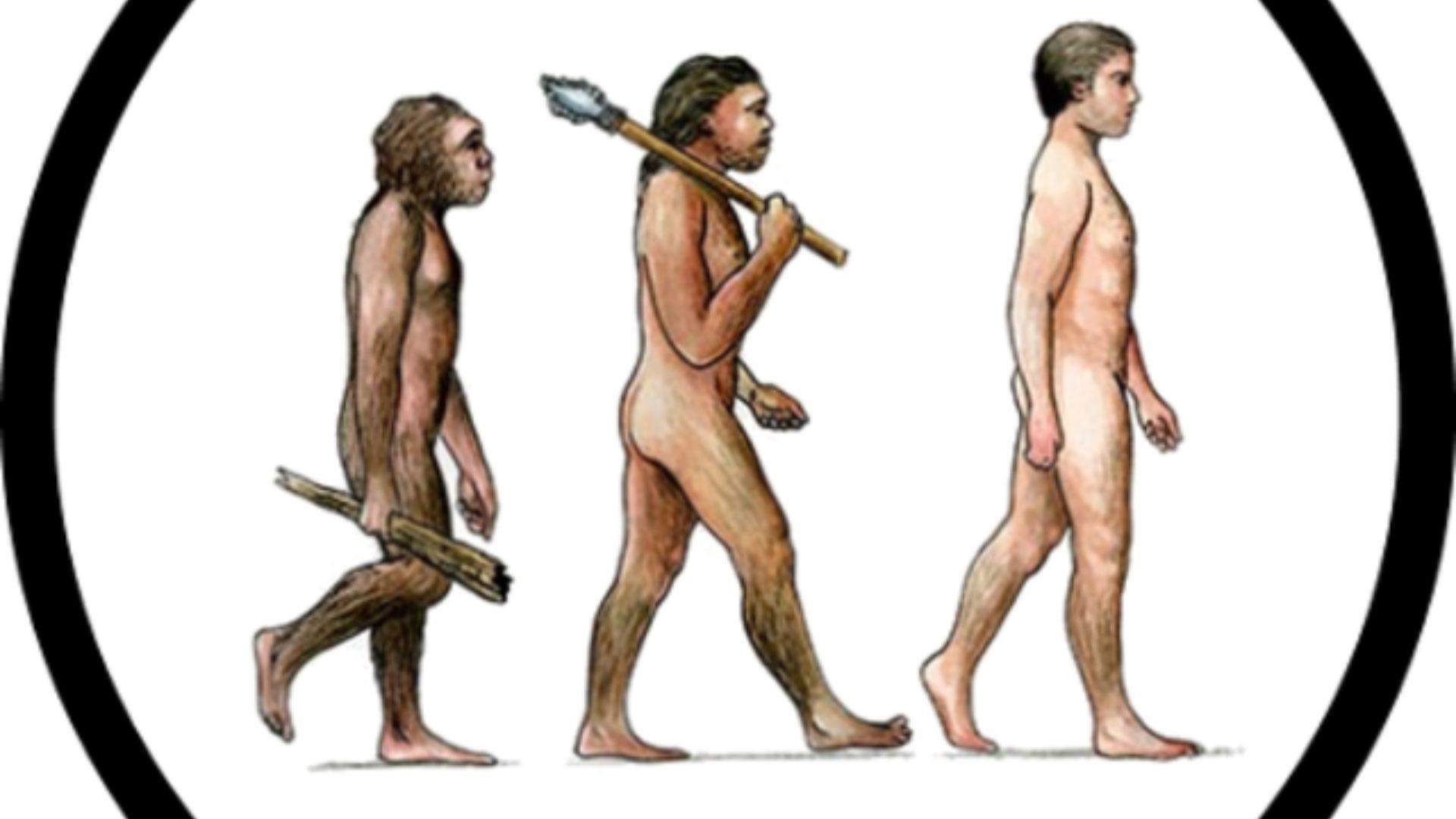 Three versions of evolution, from apes to humans today.