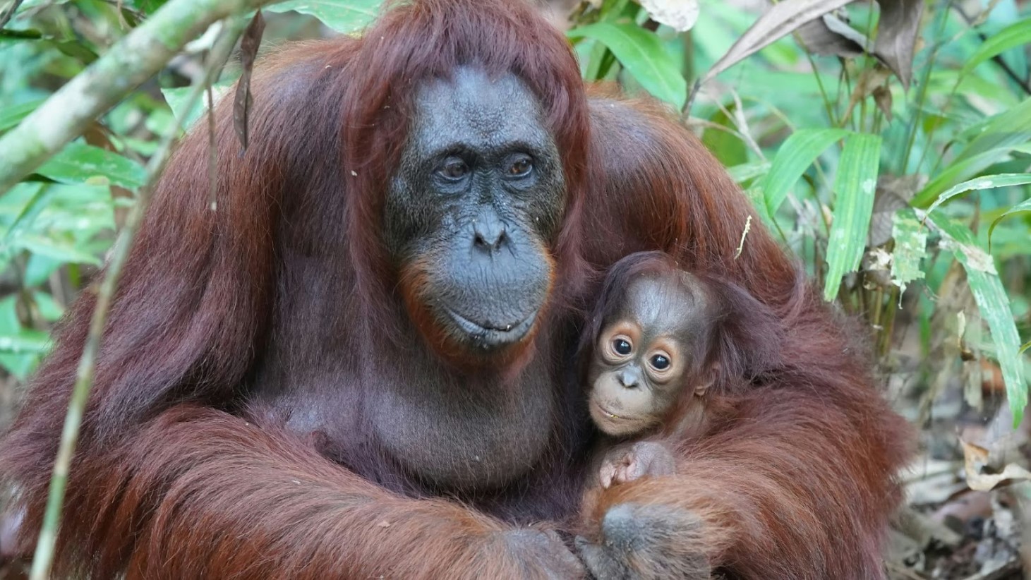 A close-up image of an orangutan mother with deep reddish-brown fur holding her infant. The baby orangutan clings to its mother, looking directly at the camera with wide eyes