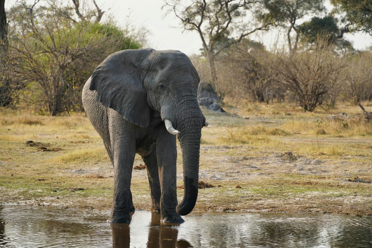 An elephant by the side of the water in Okavango, Botswana
