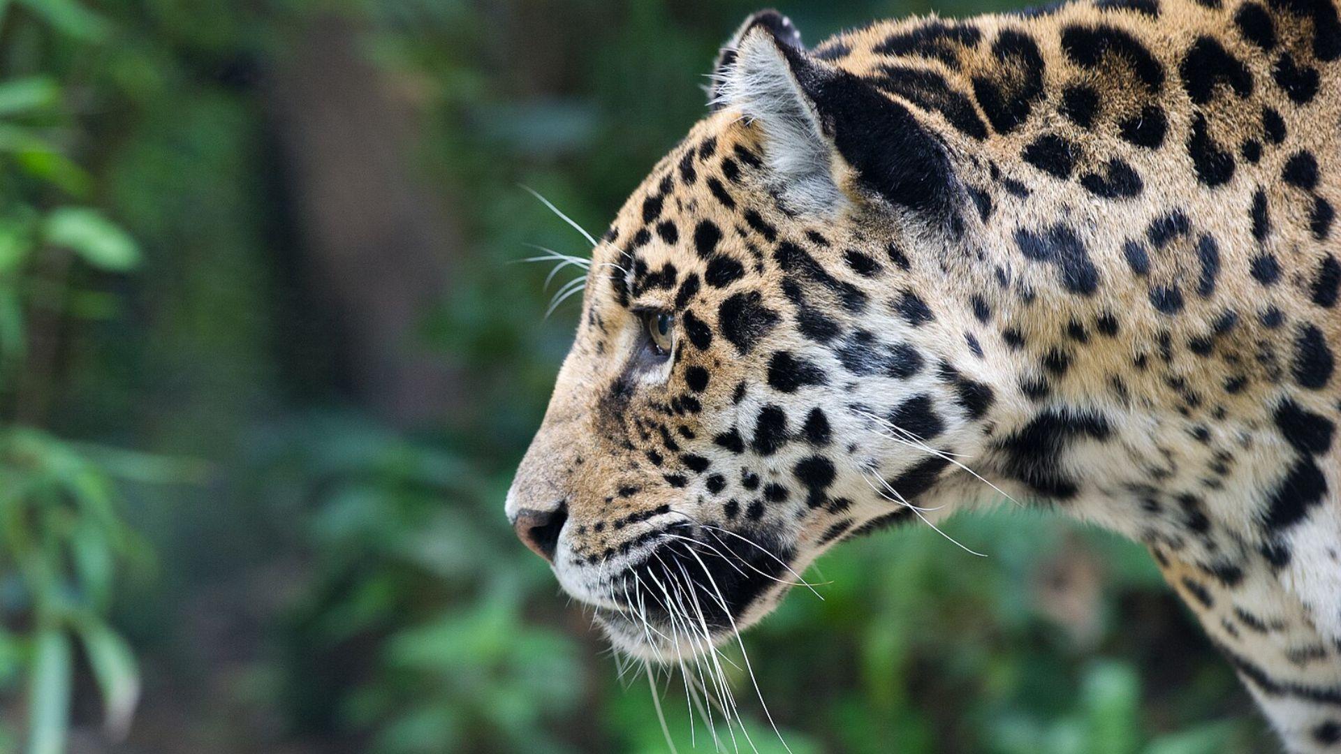A close-up side view of a jaguar's head, showcasing its sharp focus and profile