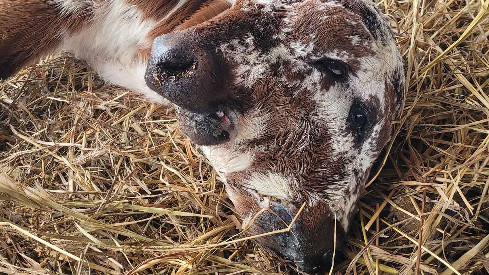 Deux Face calf laying down