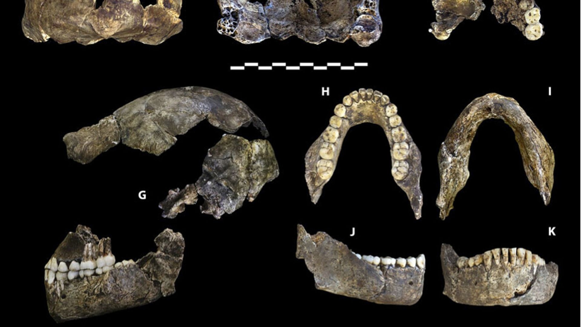 An assortment of fossilized ancient hominid skulls, jaws, and teeth fragments displayed against a black background