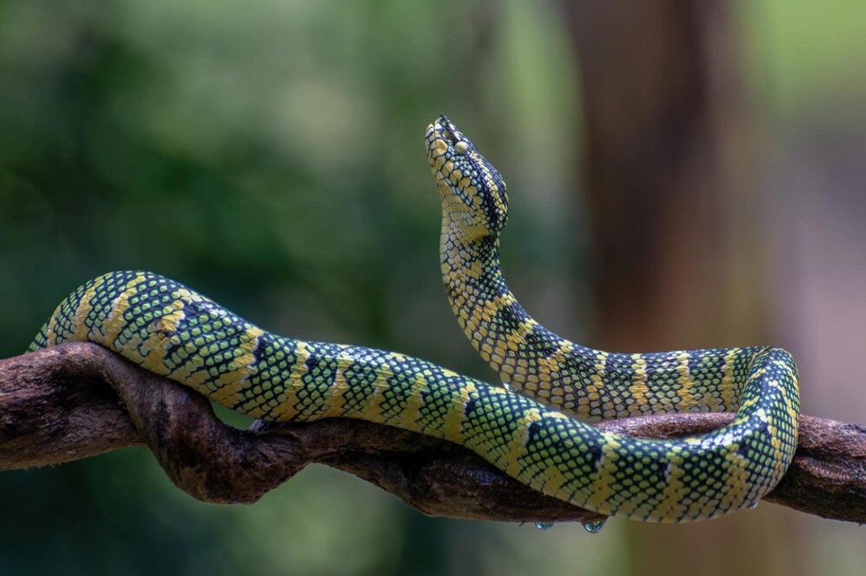 Blue and yellow snake sitting in a tree