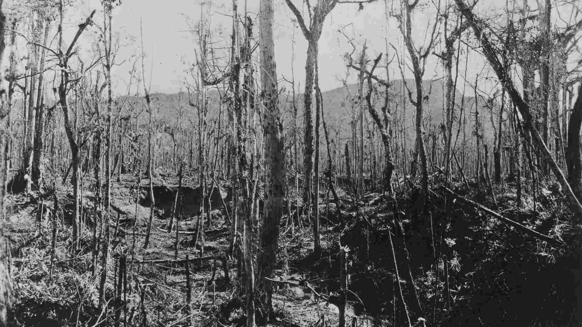 Japanese Foxholes located in the Solomon islands.