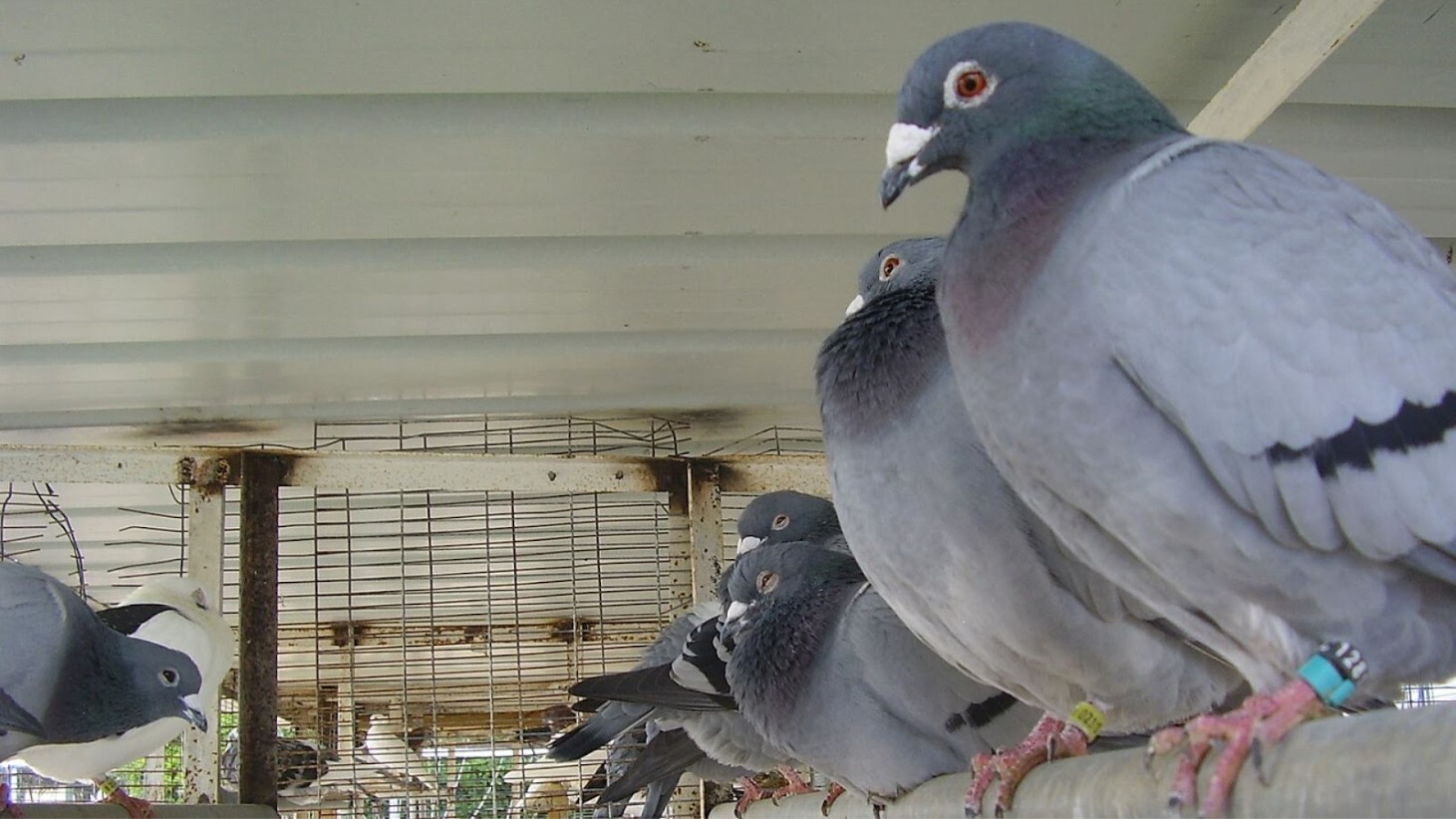 Color photograph of several pigeons perched inside a caged enclosure. Some pigeons have visible leg bands