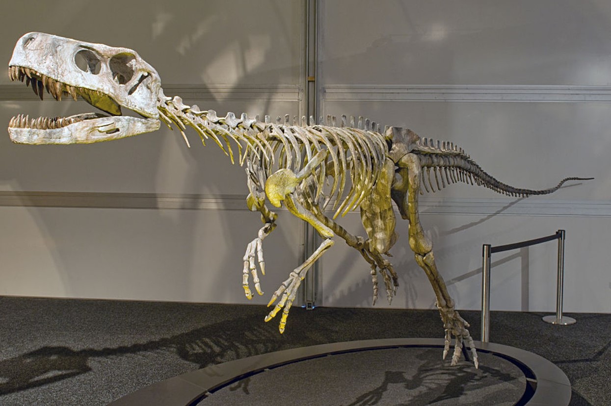 Skeleton replica of a Frenguellisaurus ischigualastensis displayed at a museum